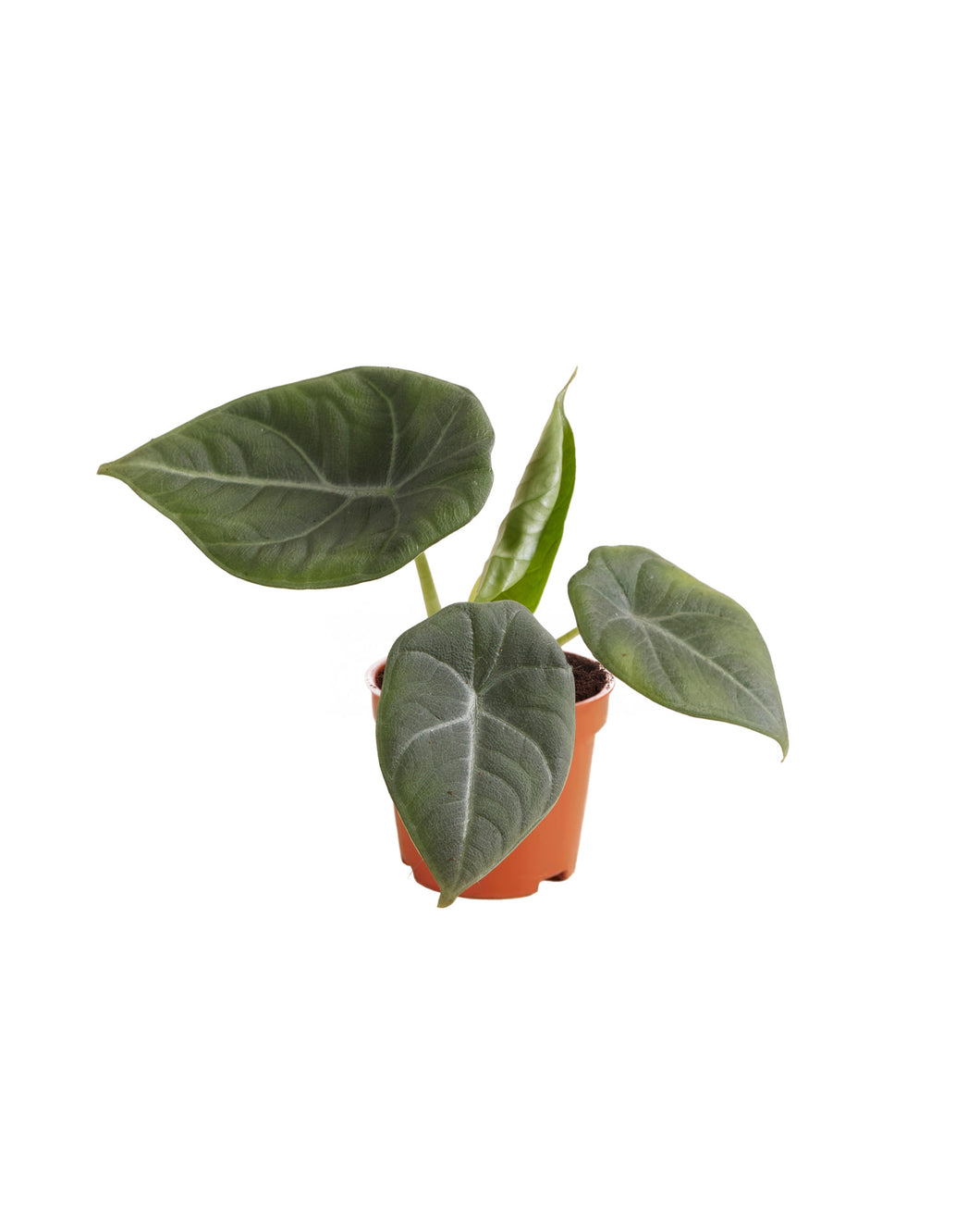 Alocasia maharani - Root Houseplants