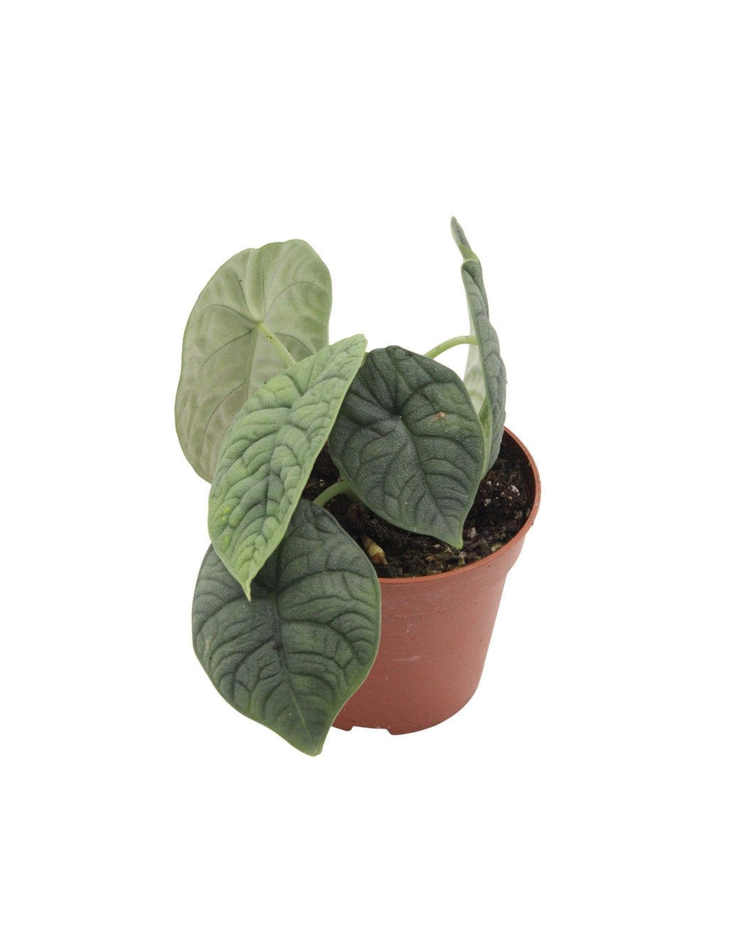 Alocasia melo - Root Houseplants