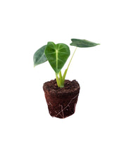 Load image into Gallery viewer, Alocasia micholitziana &#39;Frydek&#39; - Root Houseplants
