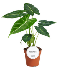 Load image into Gallery viewer, Alocasia micholitziana &#39;Frydek&#39; - Root Houseplants
