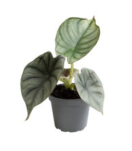 Charger l&#39;image dans la galerie, Alocasia &#39;Nebula&#39; - Root Houseplants
