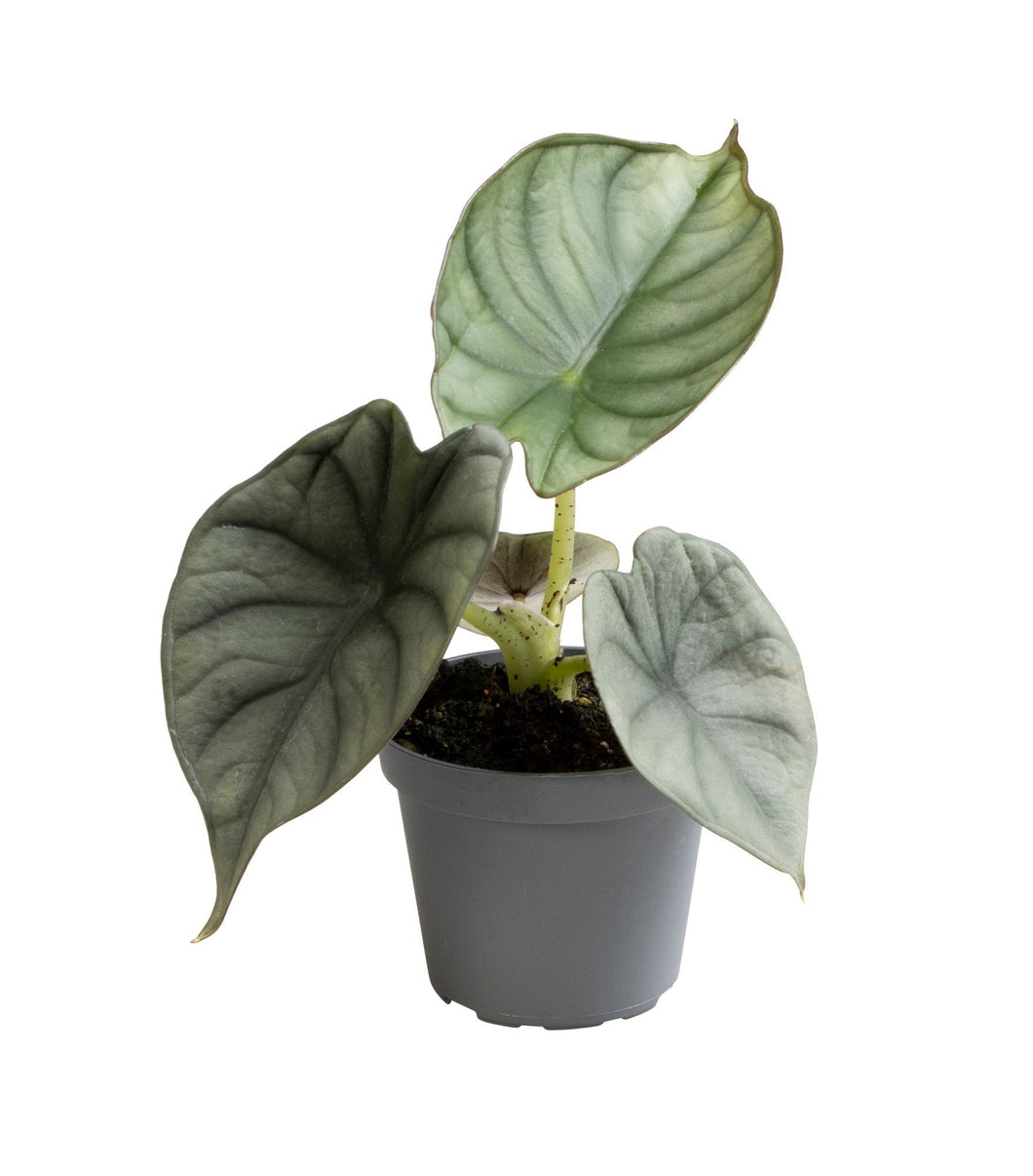 Alocasia 'Nebula' - Root Houseplants