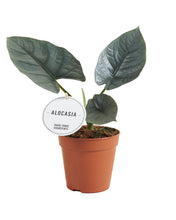 Charger l&#39;image dans la galerie, Alocasia &#39;Nebula&#39; - Root Houseplants
