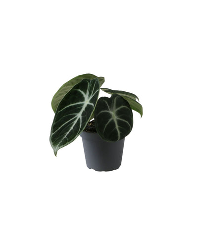 Alocasia 'Ninja' - Root Houseplants