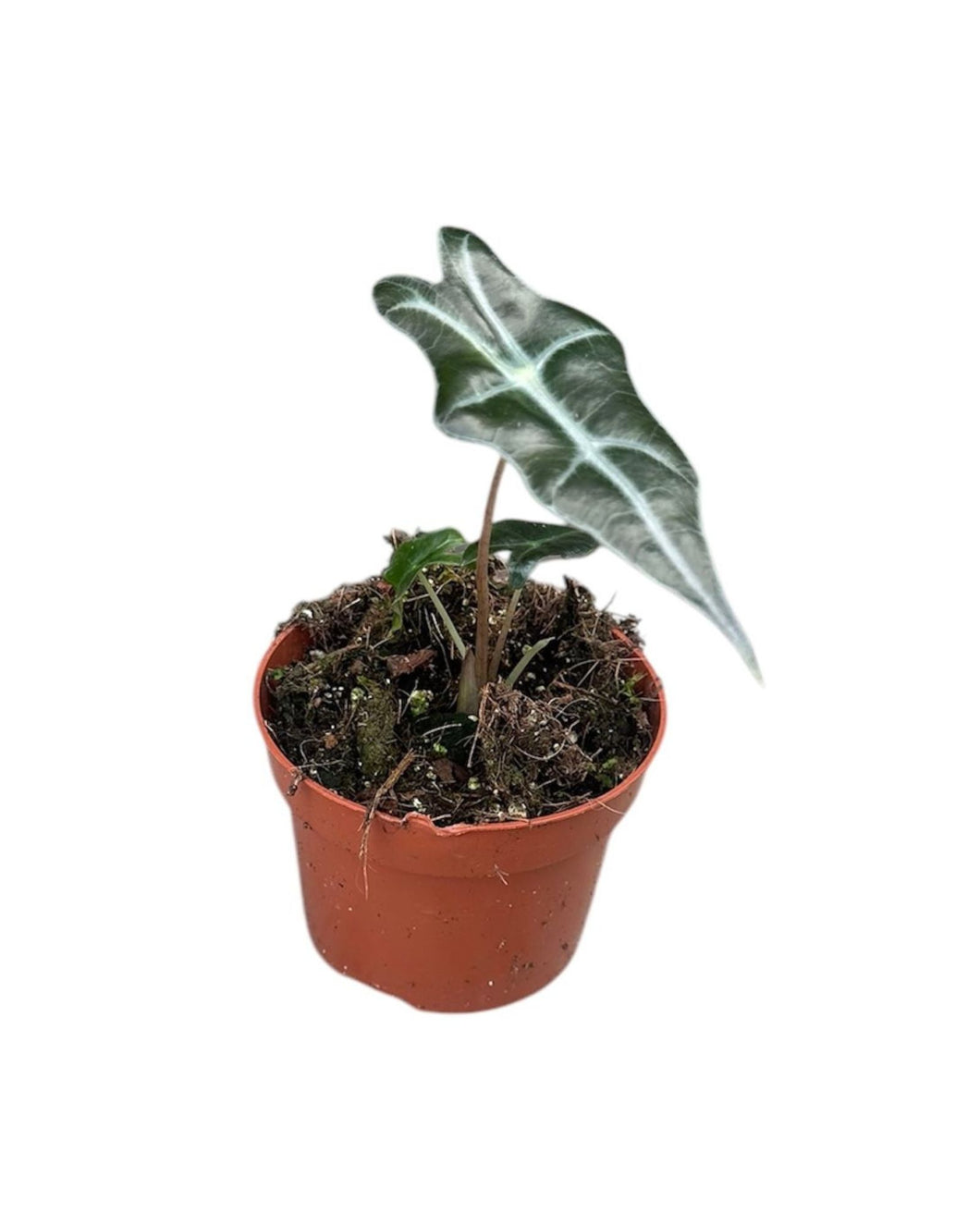 Alocasia nobilis - Root Houseplants