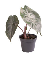 Load image into Gallery viewer, Alocasia &#39;Pink Dragon&#39; - Root Houseplants
