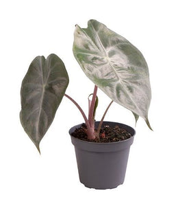 Alocasia 'Pink Dragon' - Root Houseplants