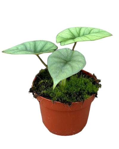 Alocasia 'Platinum' - Root Houseplants