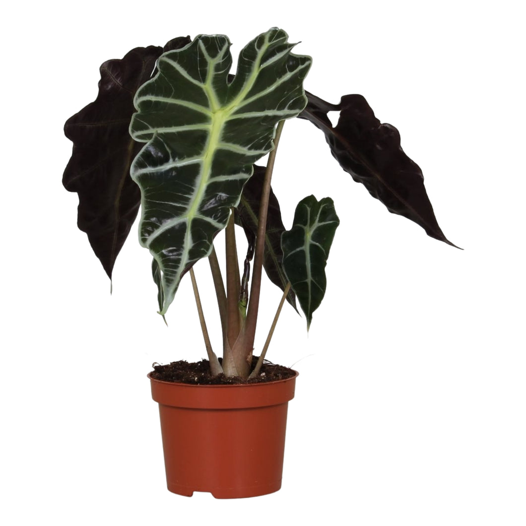 Alocasia 'Polly' - Root Houseplants