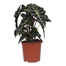 Charger l&#39;image dans la galerie, Alocasia &#39;Polly&#39; - Root Houseplants
