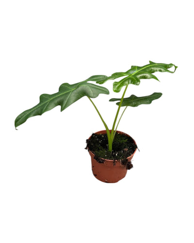 Alocasia portei - Root Houseplants