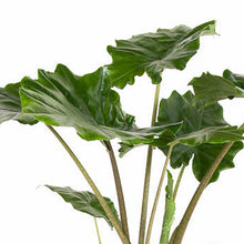 Load image into Gallery viewer, Alocasia &#39;Portora&#39; - Root Houseplants
