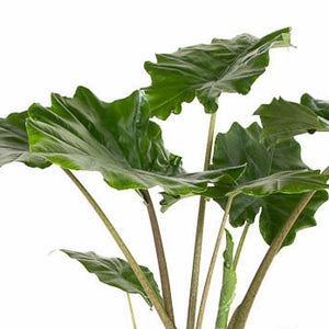 Alocasia 'Portora' - Root Houseplants