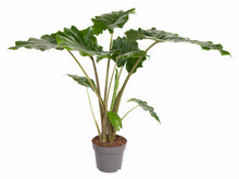 Load image into Gallery viewer, Alocasia &#39;Portora&#39; - Root Houseplants
