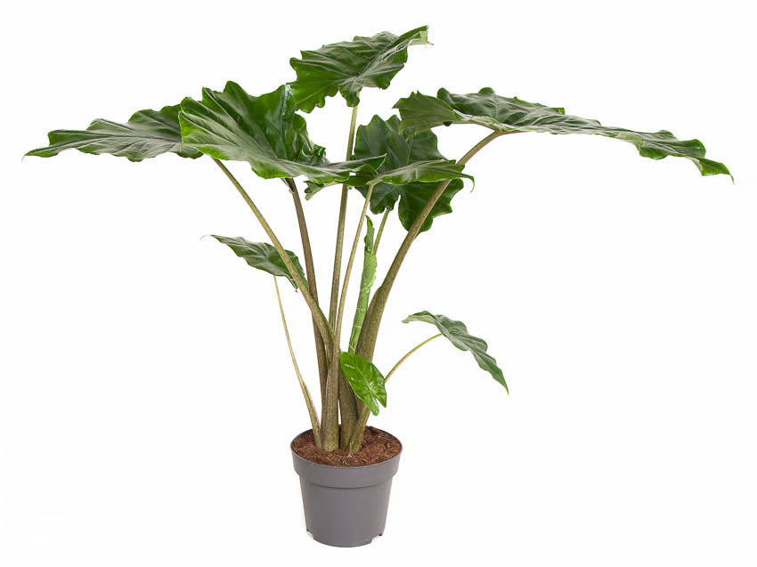 Alocasia 'Portora' - Root Houseplants