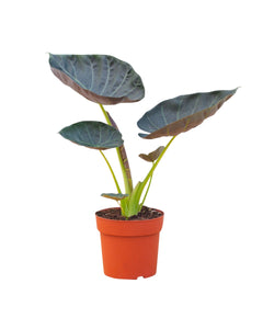 Alocasia 'Regal Shield' - Root Houseplants