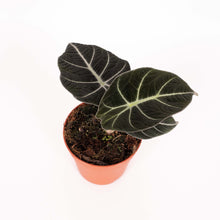 Lade das Bild in den Galerie-Viewer, Alocasia reginula &#39;Black Velvet&#39; - Root Houseplants
