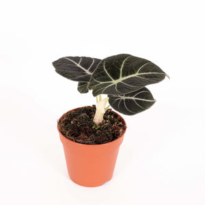 Alocasia reginula 'Black Velvet' - Root Houseplants