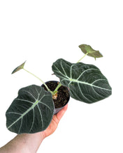 Lade das Bild in den Galerie-Viewer, Alocasia reginula &#39;Black Velvet&#39; - Root Houseplants
