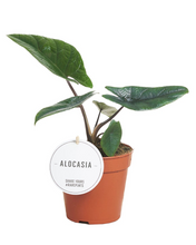 Charger l&#39;image dans la galerie, Alocasia scalprum - Root Houseplants
