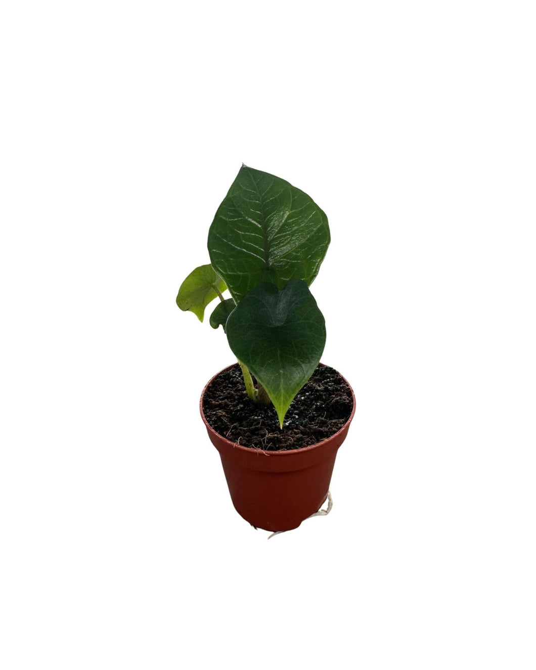Alocasia scalprum - Root Houseplants