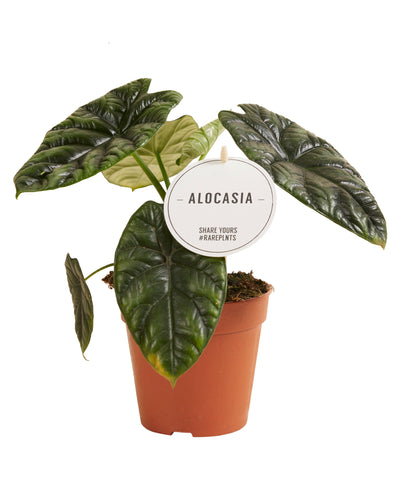 Alocasia	sinuata - Root Houseplants