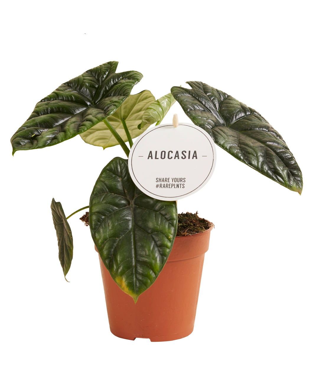 Alocasia	sinuata - Root Houseplants