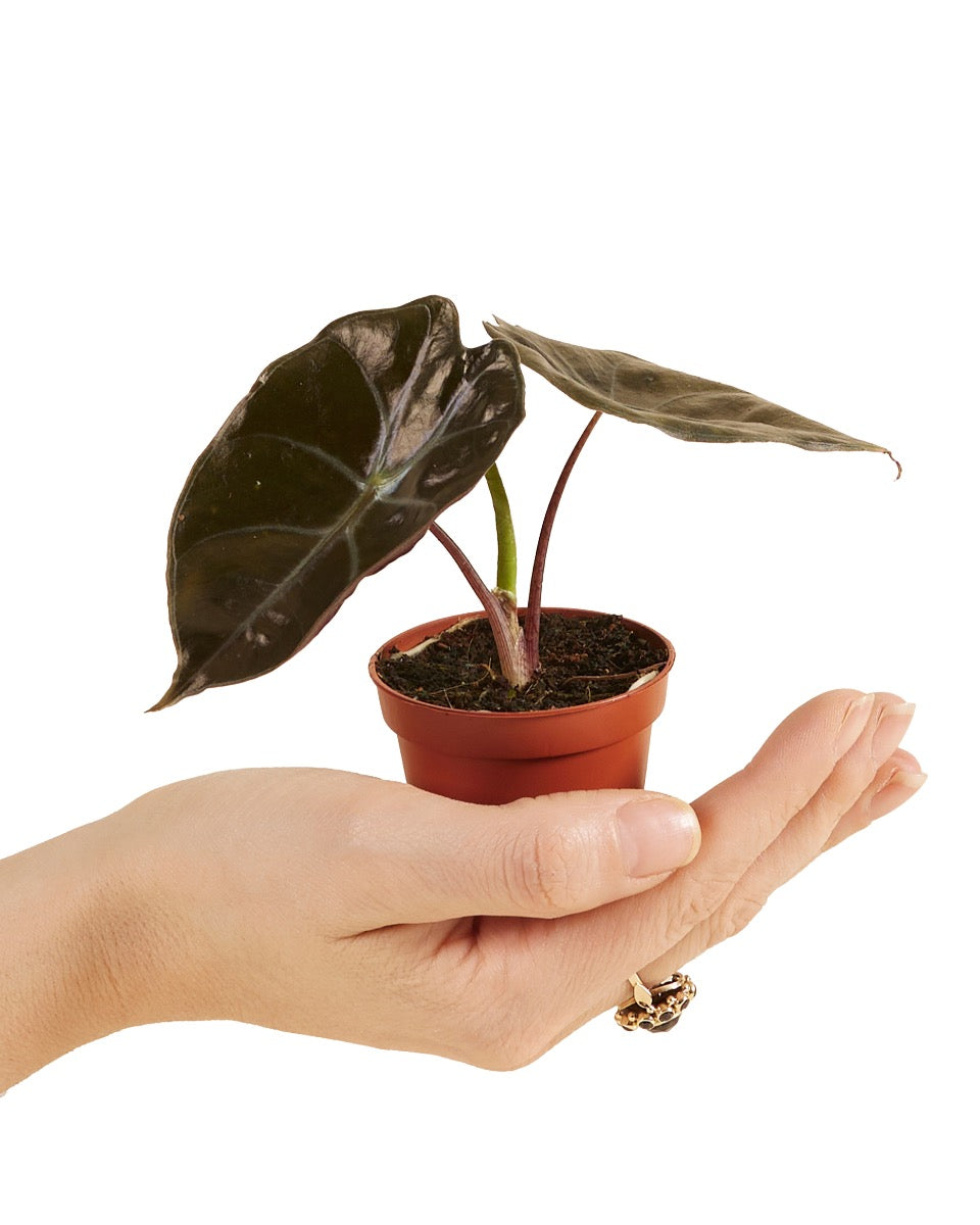 Alocasia suhirmaniana 'Red Petiole' - Root Houseplants