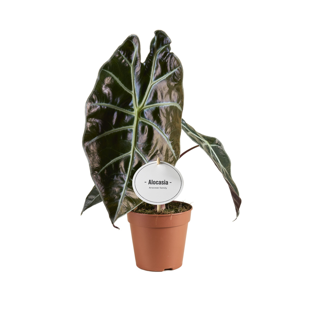 Alocasia suhirmaniana 'Red Petiole' - Root Houseplants