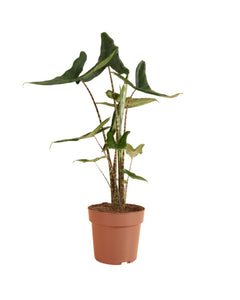 Alocasia 'Tigrini' - Root Houseplants