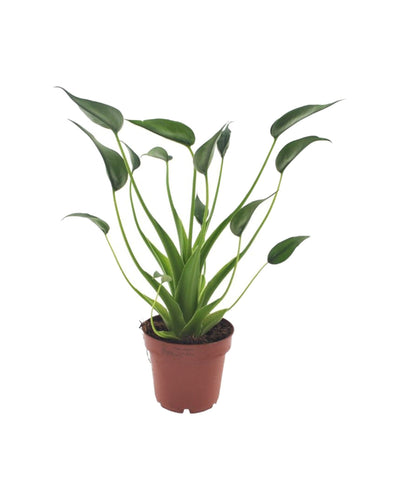 Alocasia 'Tiny Dancers' - Root Houseplants