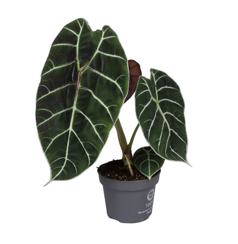 Alocasia watsonia - Root Houseplants