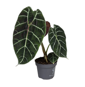 Alocasia watsonia - Root Houseplants