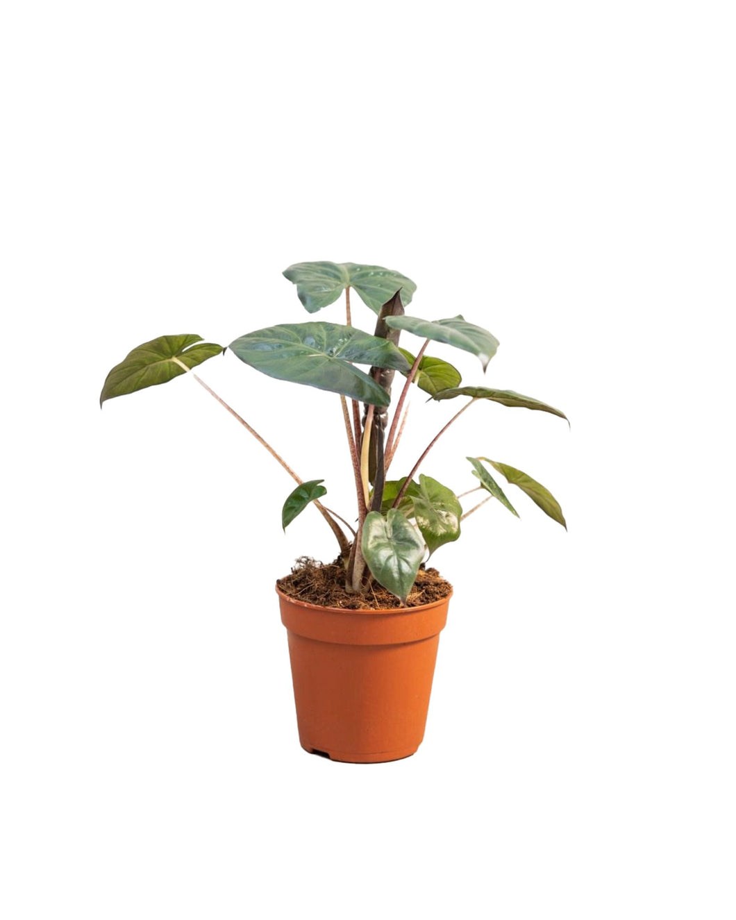 Alocasia 'Yucatan Princess' - Root Houseplants