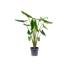 Lade das Bild in den Galerie-Viewer, Alocasia zebrina - Root Houseplants
