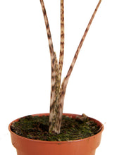 Lade das Bild in den Galerie-Viewer, Alocasia zebrina - Root Houseplants
