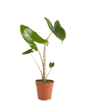 Lade das Bild in den Galerie-Viewer, Alocasia zebrina - Root Houseplants
