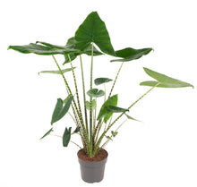Lade das Bild in den Galerie-Viewer, Alocasia zebrina - Root Houseplants
