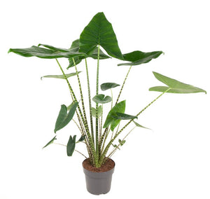Alocasia zebrina - Root Houseplants