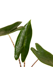 Lade das Bild in den Galerie-Viewer, Alocasia zebrina - Root Houseplants
