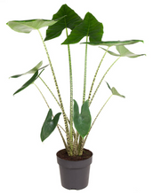 Lade das Bild in den Galerie-Viewer, Alocasia zebrina - Root Houseplants
