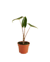 Lade das Bild in den Galerie-Viewer, Alocasia zebrina - Root Houseplants
