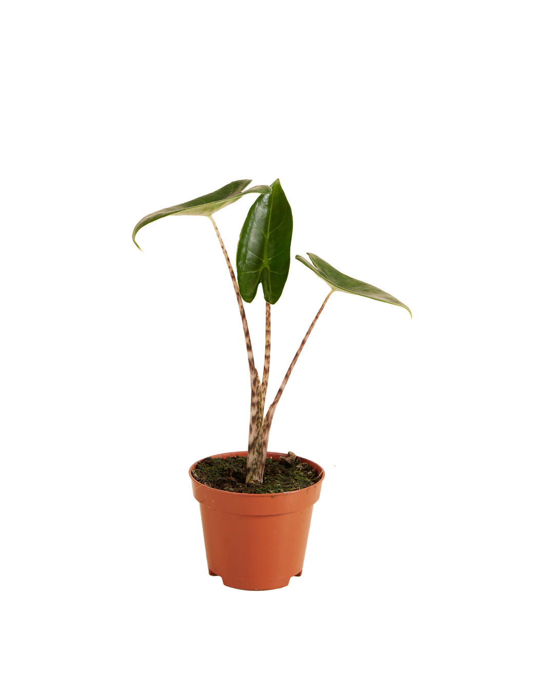 Alocasia zebrina - Root Houseplants