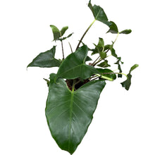 Charger l&#39;image dans la galerie, Alocasia zebrina &#39;Siberian Tiger&#39; - Root Houseplants
