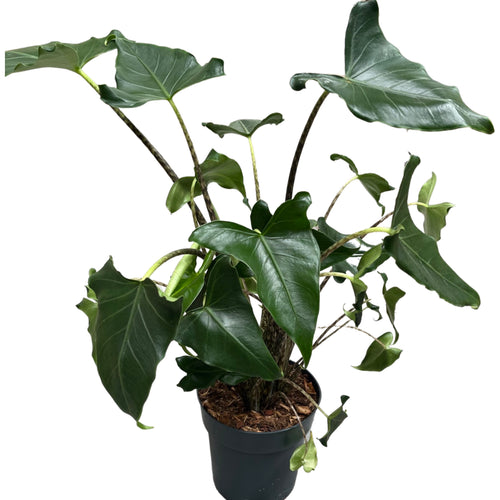 Alocasia zebrina 'Siberian Tiger' - Root Houseplants