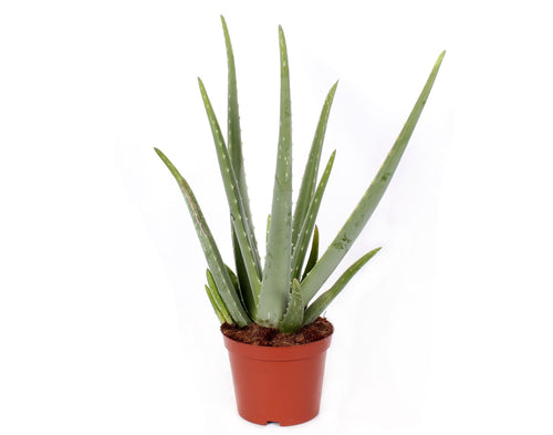 Aloe vera - Root Houseplants
