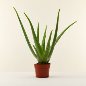 Aloe vera - Root Houseplants