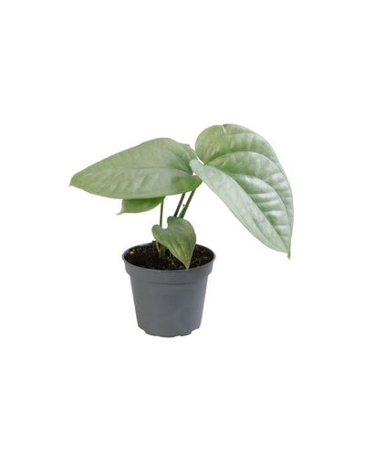 Amydrium medium 'Silver' - Root Houseplants