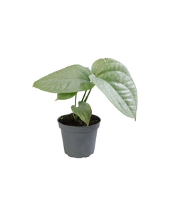 Amydrium medium 'Silver' - Root Houseplants