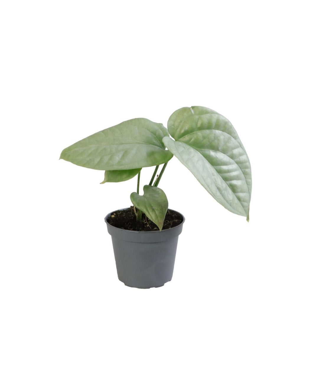 Amydrium medium 'Silver' - Root Houseplants